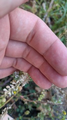 Lepidium densiflorum