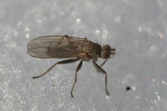 Eccoptomera