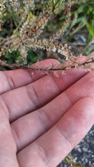 Lepidium densiflorum