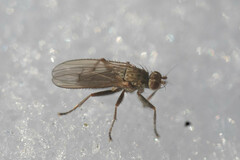 Eccoptomera
