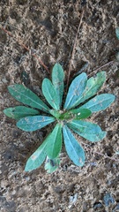 Pilosella piloselloides