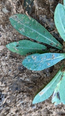 Pilosella piloselloides