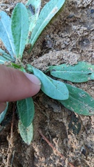 Pilosella piloselloides