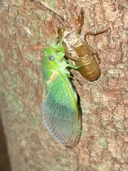 Glaucopsaltria viridis
