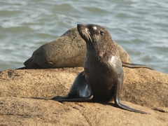 Arctocephalus australis
