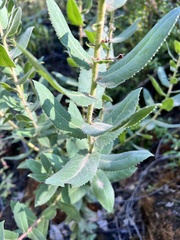 Arctostaphylos andersonii