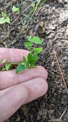 Convolvulus