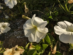 Petunia axillaris