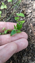 Convolvulus