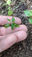 Convolvulus