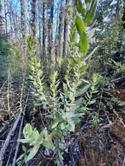 Arctostaphylos andersonii