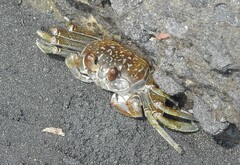 Ocypode occidentalis