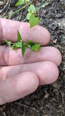 Convolvulus