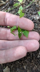 Convolvulus