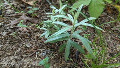 Anthemideae