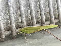 Polichne