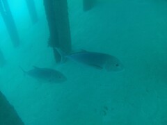 Caranx ignobilis