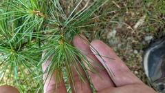 Pinus strobus