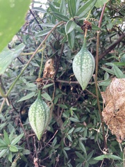 Passiflora bryonioides
