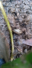 Prophysaon andersonii