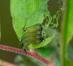 Lophyrotoma interrupta