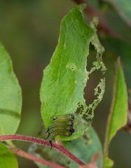 Lophyrotoma interrupta