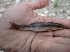 Rhynchocypris lagowskii