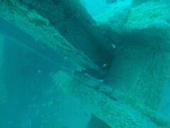 Labroides phthirophagus