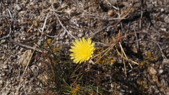 Malacothrix glabrata