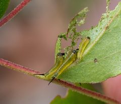 Lophyrotoma interrupta