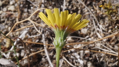 Malacothrix glabrata