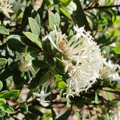 Pimelea linifolia