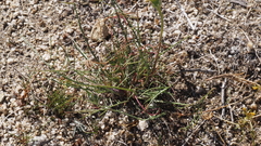 Malacothrix glabrata