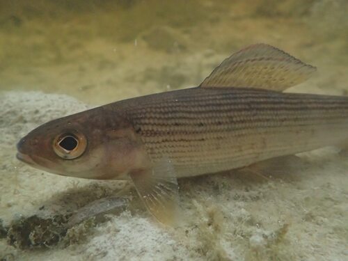 East Siberian Grayling (Thymallus pallasii) · iNaturalist