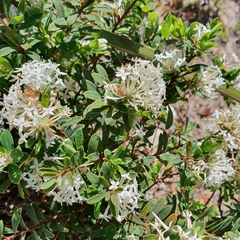 Pimelea linifolia