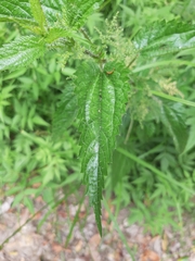 Urtica incisa