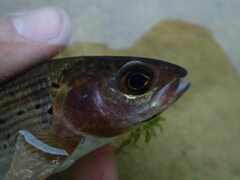 Thymallus baicalolenensis