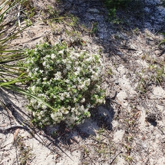 Pimelea linifolia