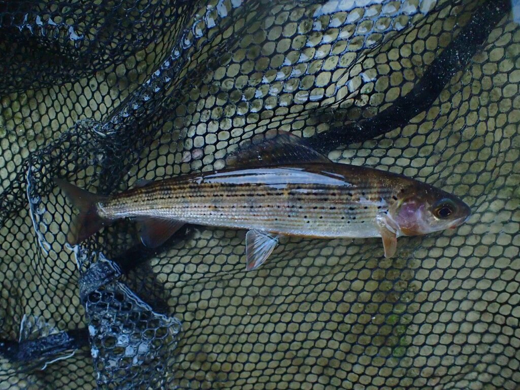 Barguzin Grayling