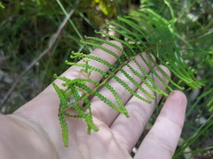Gleichenia