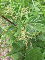 Urtica incisa