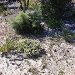 Pimelea linifolia