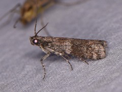 Caudellia nigrella