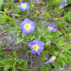 Nolana paradoxa
