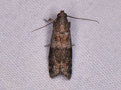 Caudellia nigrella