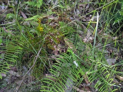 Gleichenia