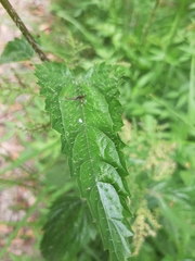 Urtica incisa