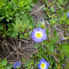 Nolana paradoxa