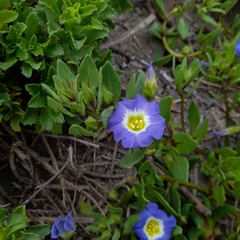 Nolana paradoxa