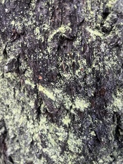 Chaenotheca furfuracea